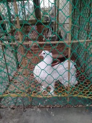 Pigeon Cage