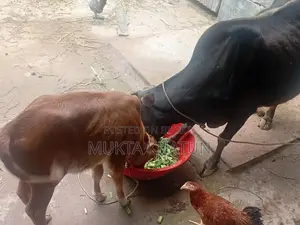 গাই ও বকনা বাছুর