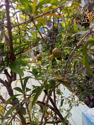 পাকিস্তানি আনার গাছ