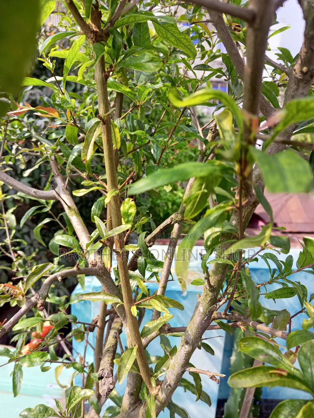 পাকিস্তানি আনার গাছ