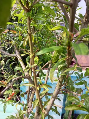 পাকিস্তানি আনার গাছ