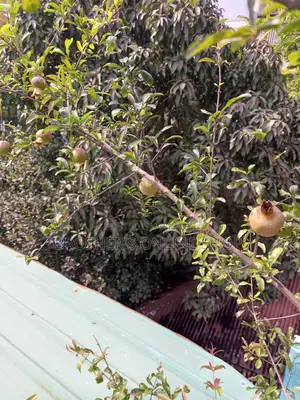 পাকিস্তানি আনার গাছ