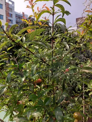 পাকিস্তানি আনার গাছ