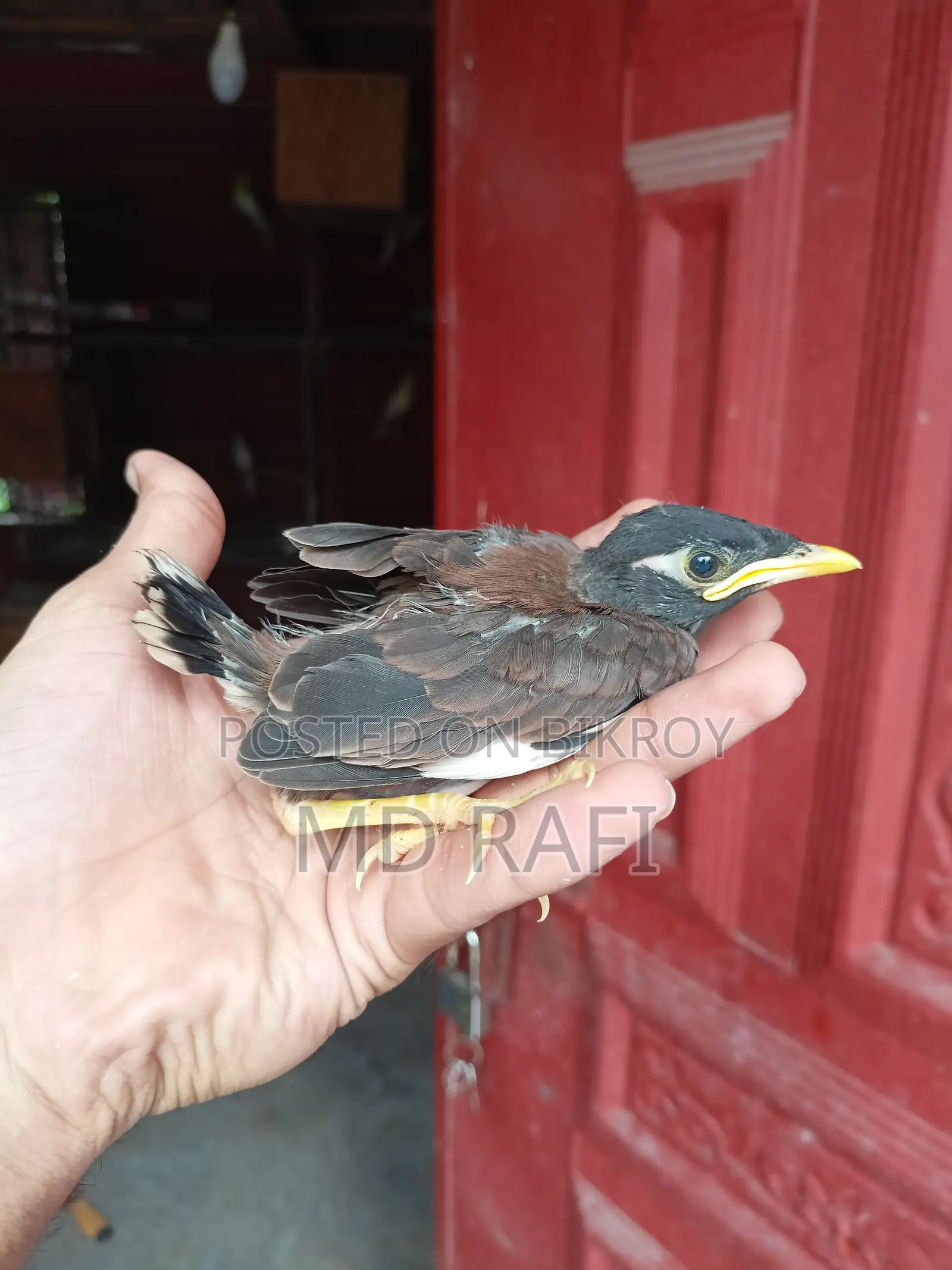 বৈশাখী শালিক