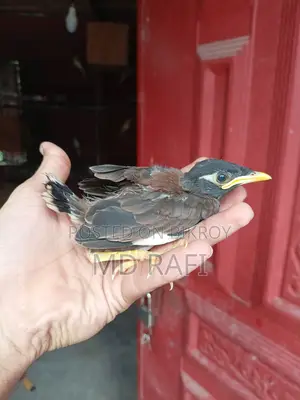 বৈশাখী শালিক