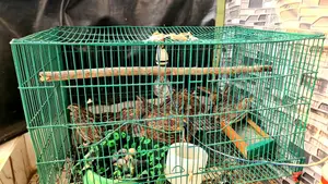 New Egg-Laying Quail Birds