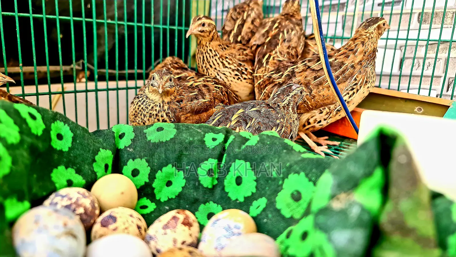 New Egg-Laying Quail Birds
