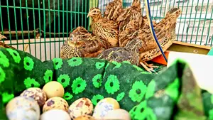 New Egg-Laying Quail Birds