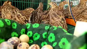 New Egg-Laying Quail Birds