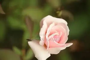 Canon 55-250mm STM Zoom Lens