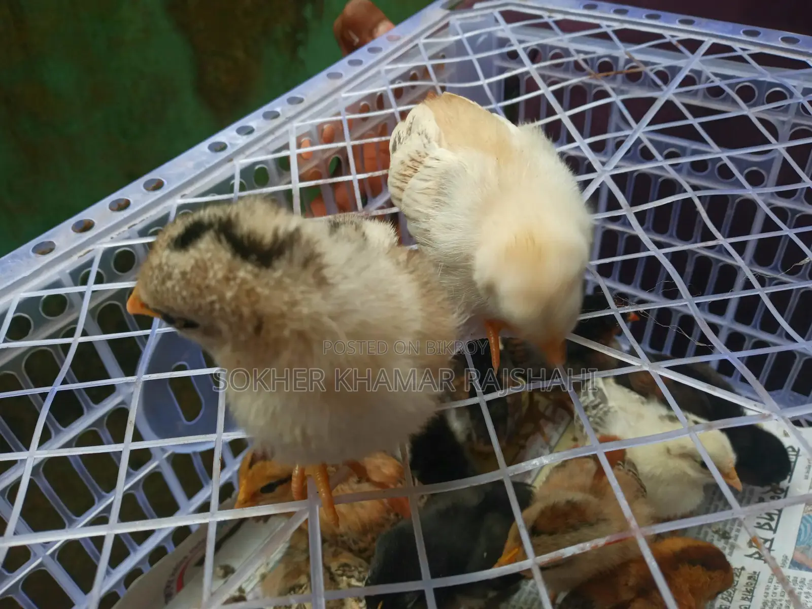 Deshi Chicks 10 Days Old