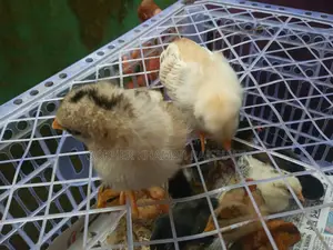 Deshi Chicks 10 Days Old