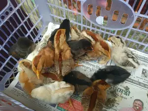 Deshi Chicks 10 Days Old