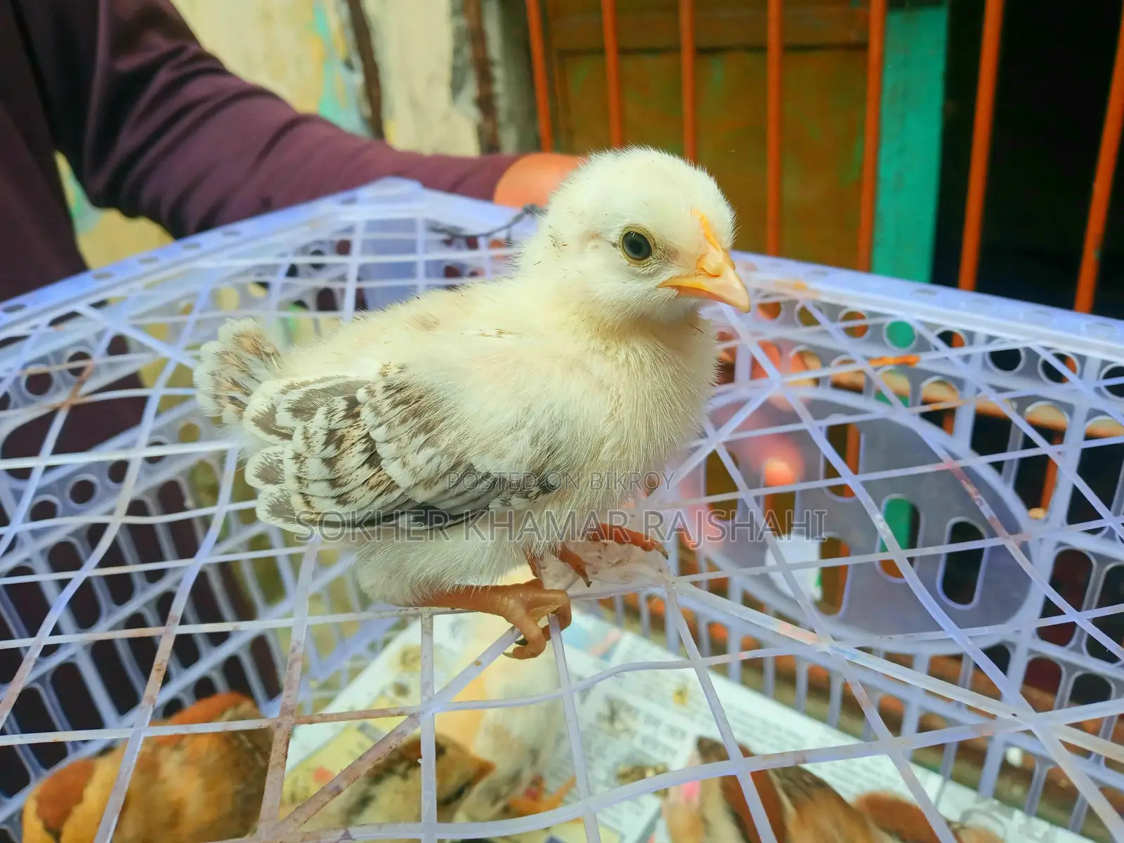 Deshi Chicks 10 Days Old