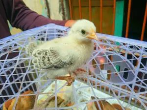 Deshi Chicks 10 Days Old