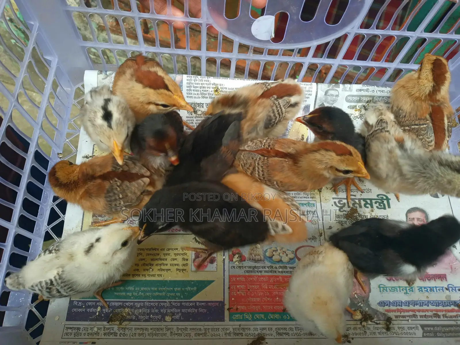 Deshi Chicks 10 Days Old