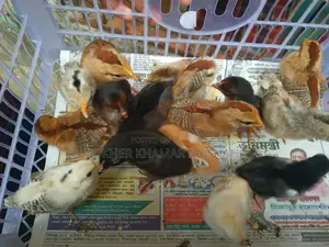 Deshi Chicks 10 Days Old