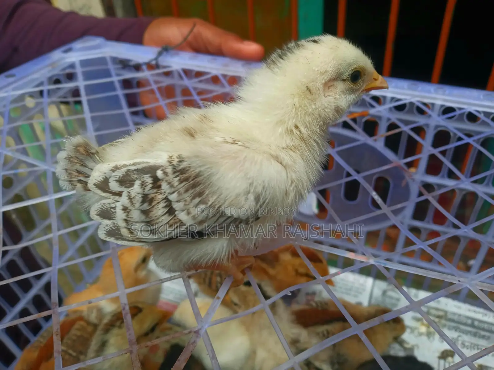 Deshi Chicks 10 Days Old