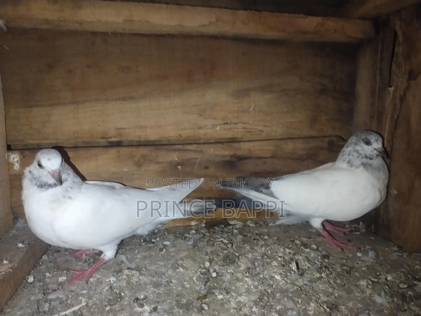 Giribaz Pigeon
