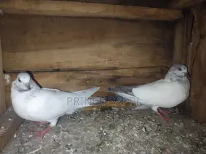 Giribaz Pigeon