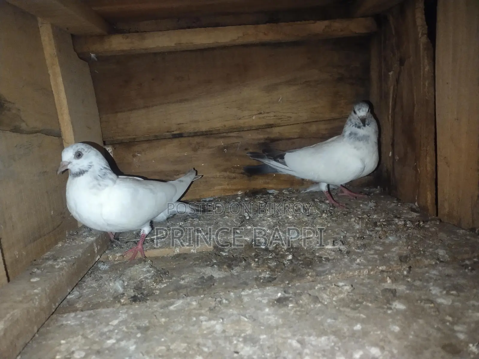 Giribaz Pigeon