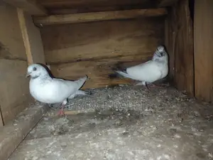 Giribaz Pigeon