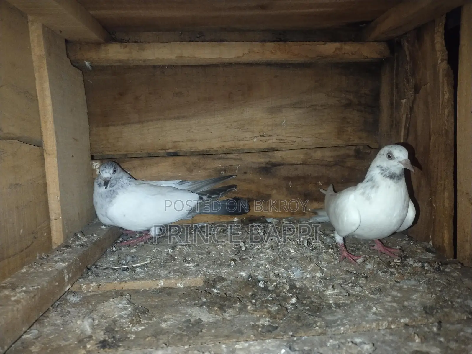 Giribaz Pigeon