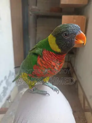 Coconut Lory Super Tame Khub Sundor Friendly