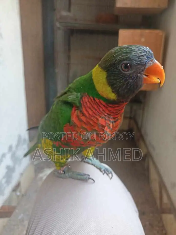 Super Tame Coconut Lory - Beautiful and Friendly