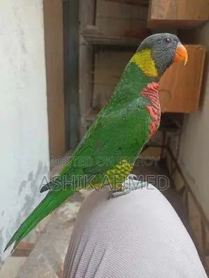 Super Tame Coconut Lory - Beautiful and Friendly