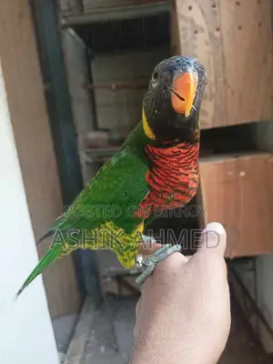 Super Tame Coconut Lory - Beautiful and Friendly