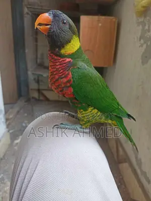 Super Tame Coconut Lory - Beautiful and Friendly