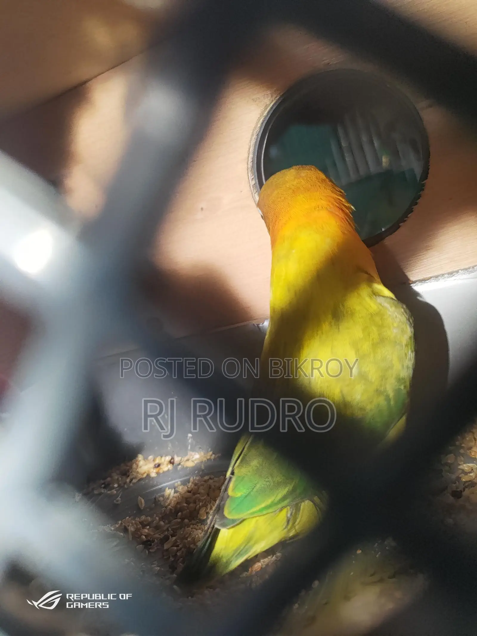 Lovebird with eggs and chicks in eggs