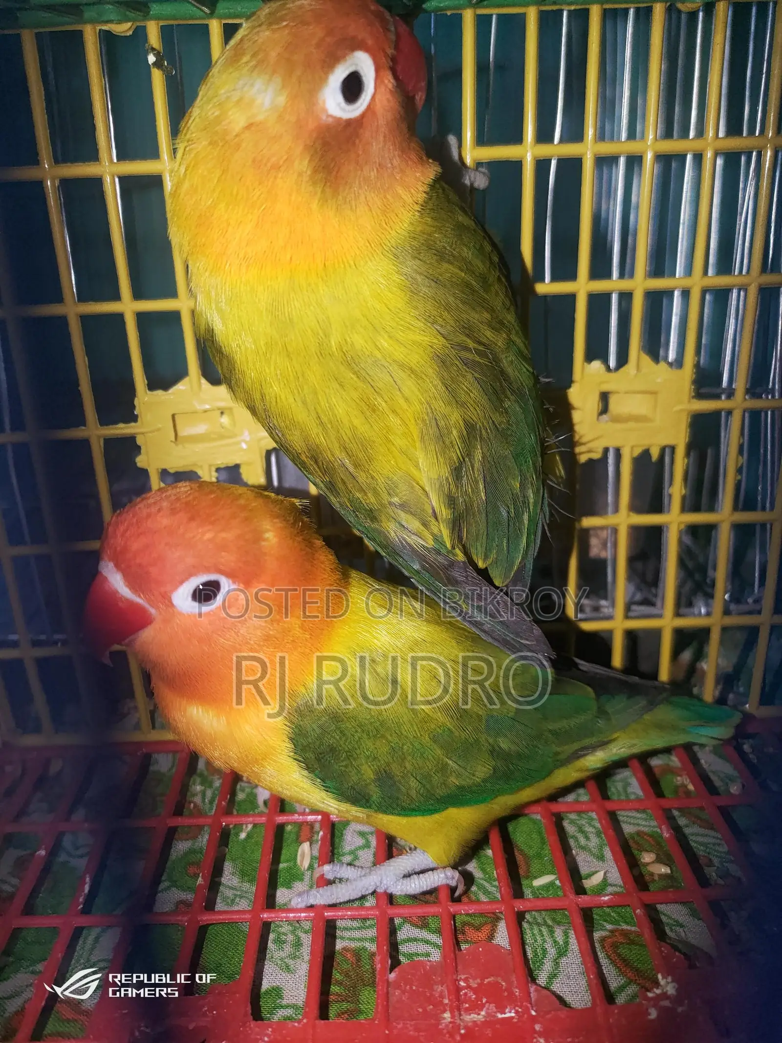 Lovebird with eggs and chicks in eggs