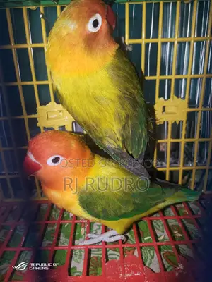 Lovebird with eggs and chicks in eggs