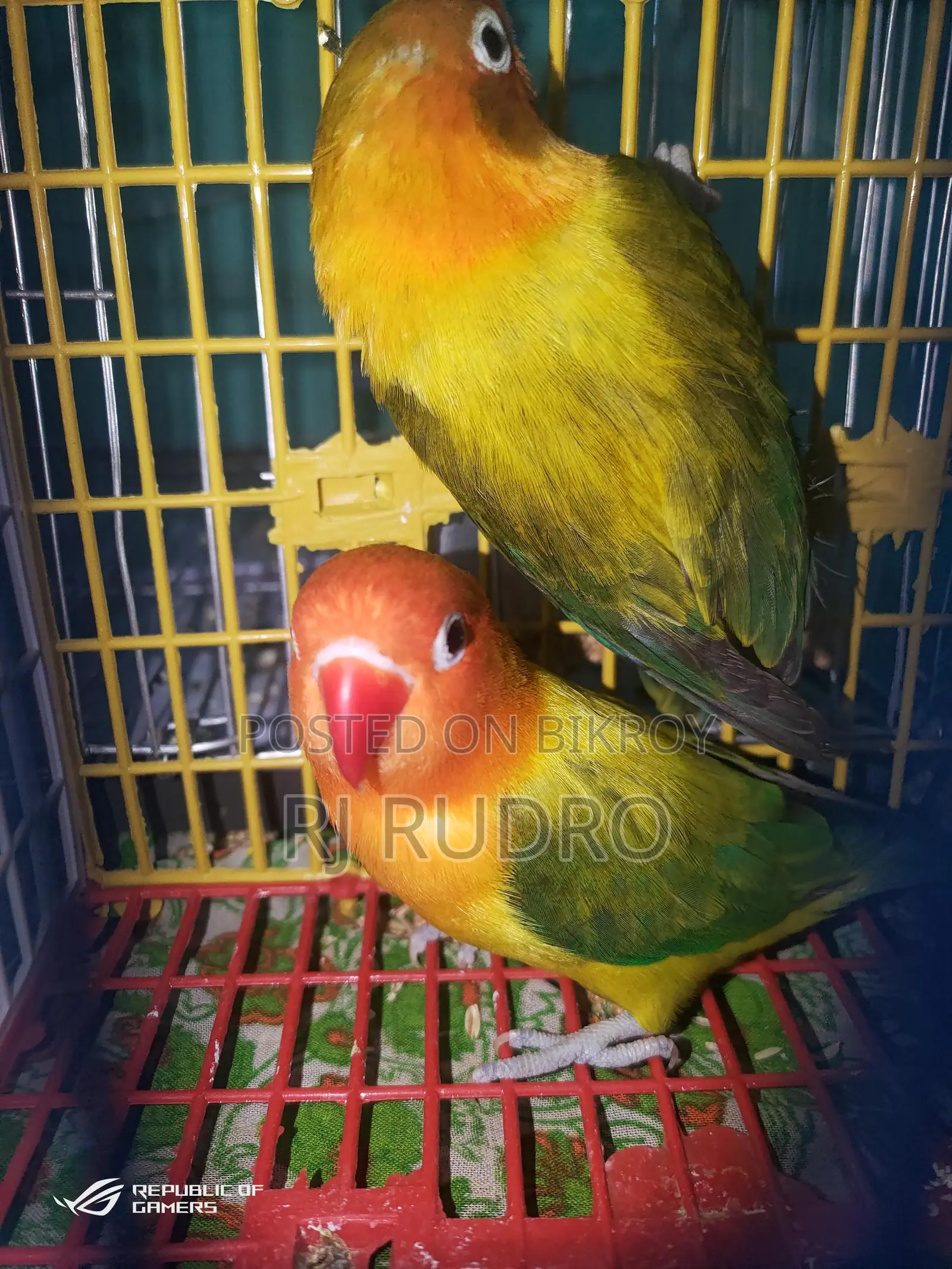 Lovebird with eggs and chicks in eggs