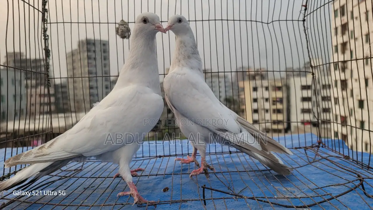 Laldam Pigeon