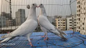 Laldam Pigeon
