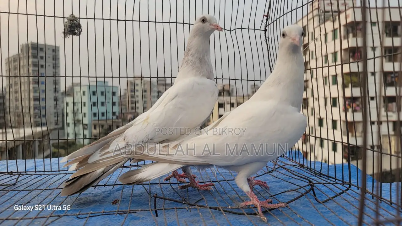 Laldam Pigeon