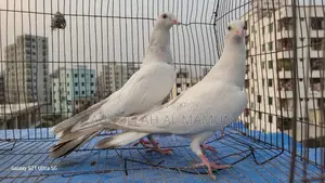 Laldam Pigeon