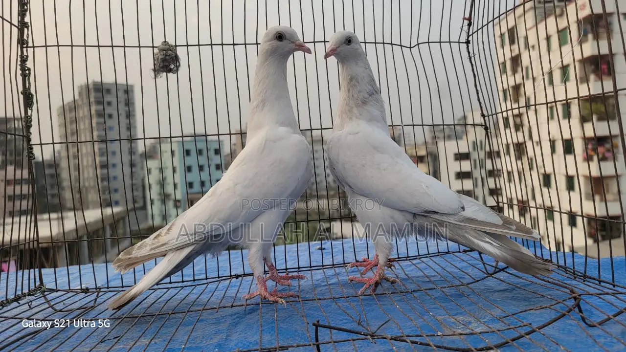 Laldam Pigeon