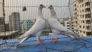 Laldam Pigeon