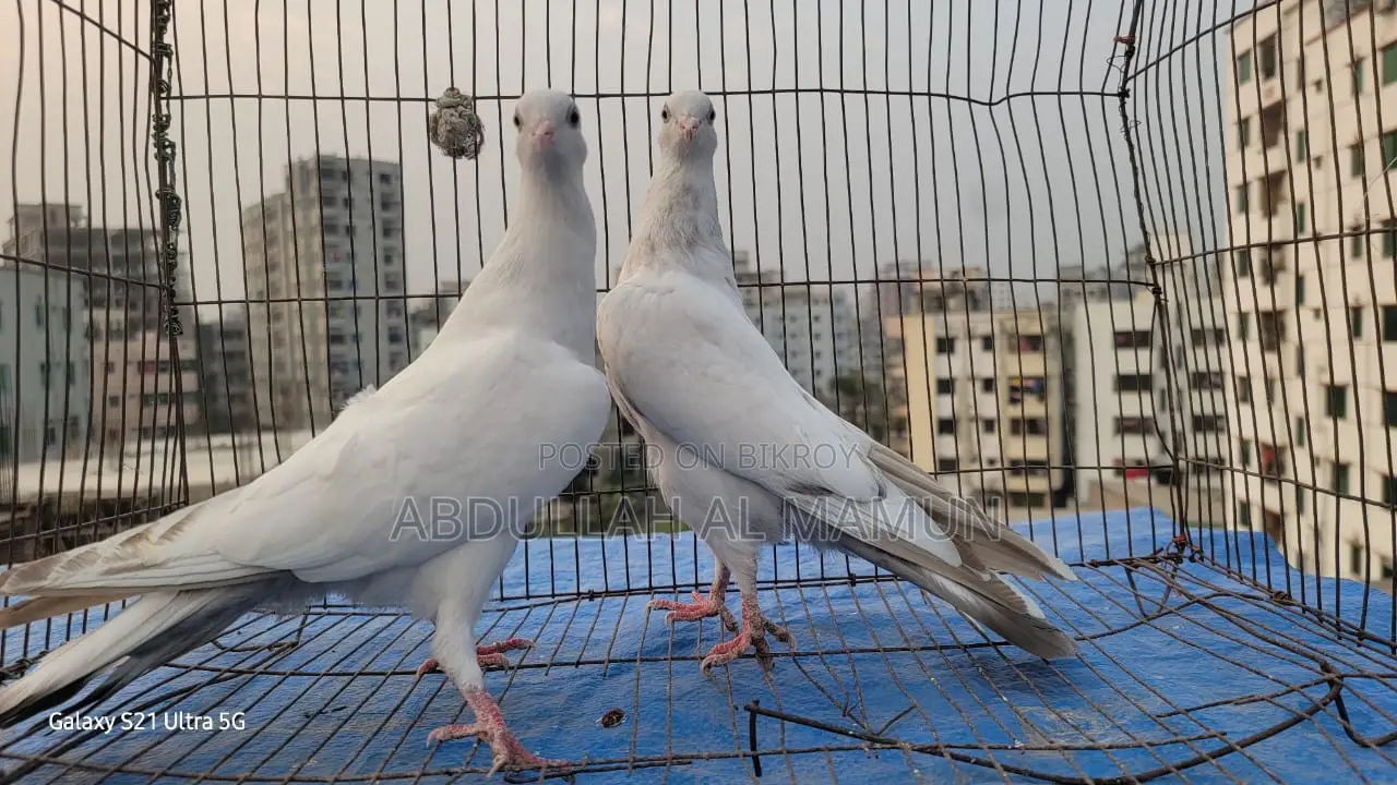 Laldam Pigeon