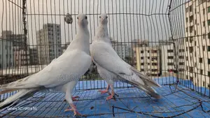 Laldam Pigeon