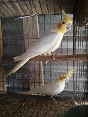 একজোড়া রানিং লুটিনো ককাটেল