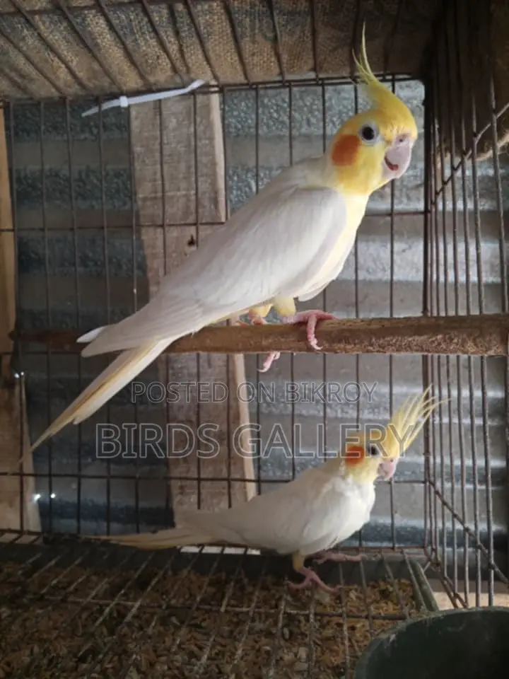 একজোড়া রানিং লুটিনো ককাটেল