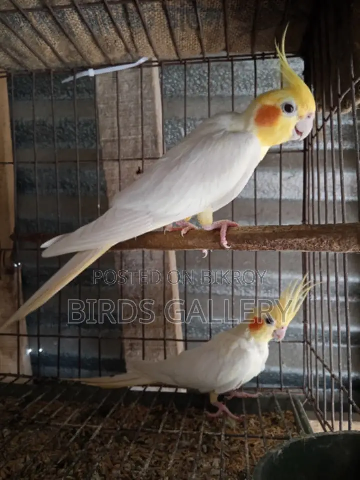 একজোড়া রানিং লুটিনো ককাটেল