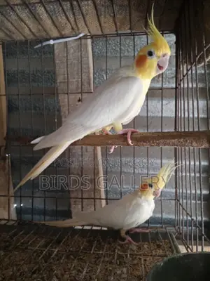 একজোড়া রানিং লুটিনো ককাটেল