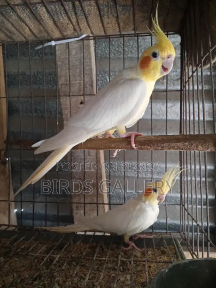একজোড়া রানিং লুটিনো ককাটেল
