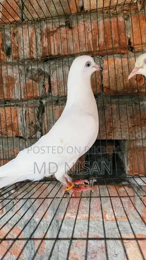 কবুতর বিক্রয় হবে